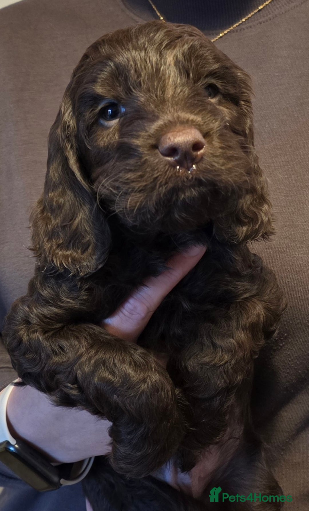 Sproodle dogs for sale: Beautiful Sproodle Puppies - Advert 2