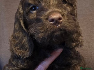 Sproodle dogs 1 left!! Beautiful Sproodle Puppies, 7 weeks old. - Advert 1