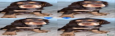 Cocker Spaniel 2