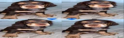 Cocker Spaniel dogs for sale: Beautiful english cocker spaniels leave 24th July  - Advert 30