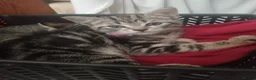 Mixed Breed cats for sale: 5 Beautiful Tabby Kittens  in Gravesend - Advert 3