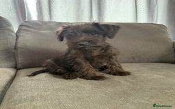 Miniature Schnauzer dogs for sale:  1 boyleft!Miniature  Schnauzer puppies for sale  - Image 7
