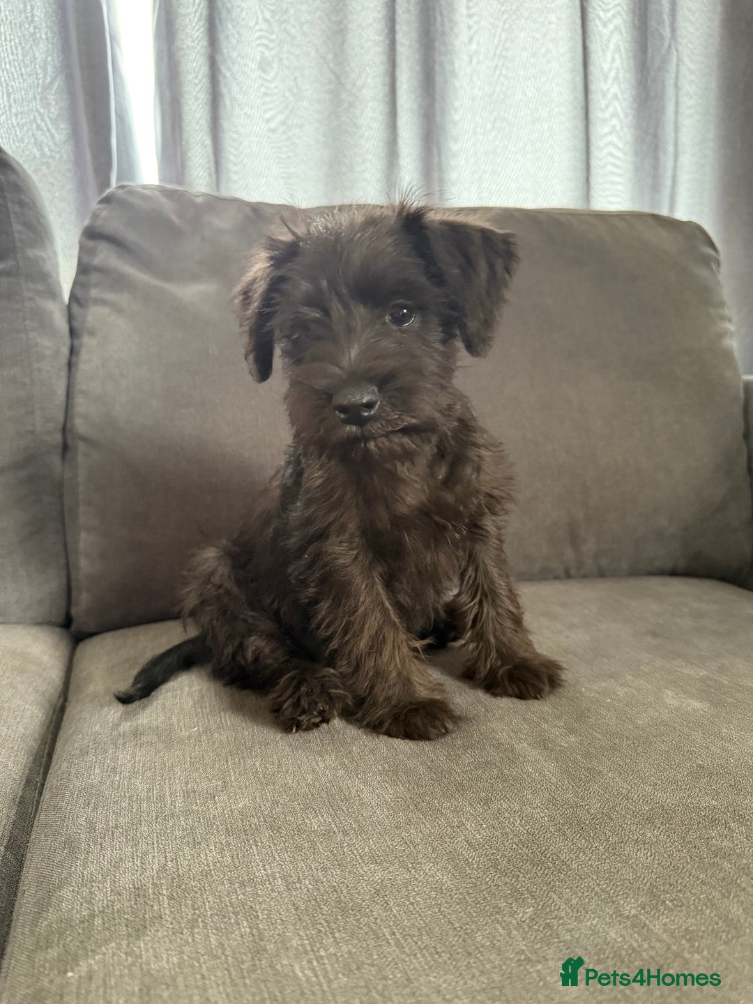 Miniature Schnauzer dogs for sale:  1 boyleft!Miniature  Schnauzer puppies for sale  - Image 7
