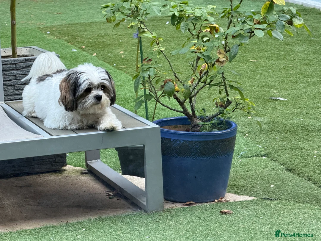 Maltipoo dogs for stud: PROVEN Minnie Gorgeous white and silver Maltipoo - Advert 5