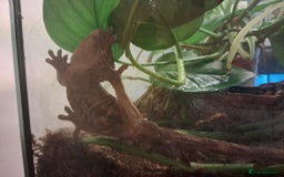 Gecko reptiles for sale: Male Crested Gecko with Bioactive Tank - Image 4