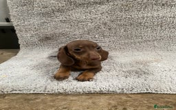 Miniature Dachshund dogs for sale: Miniature dachshund pups - Image 6