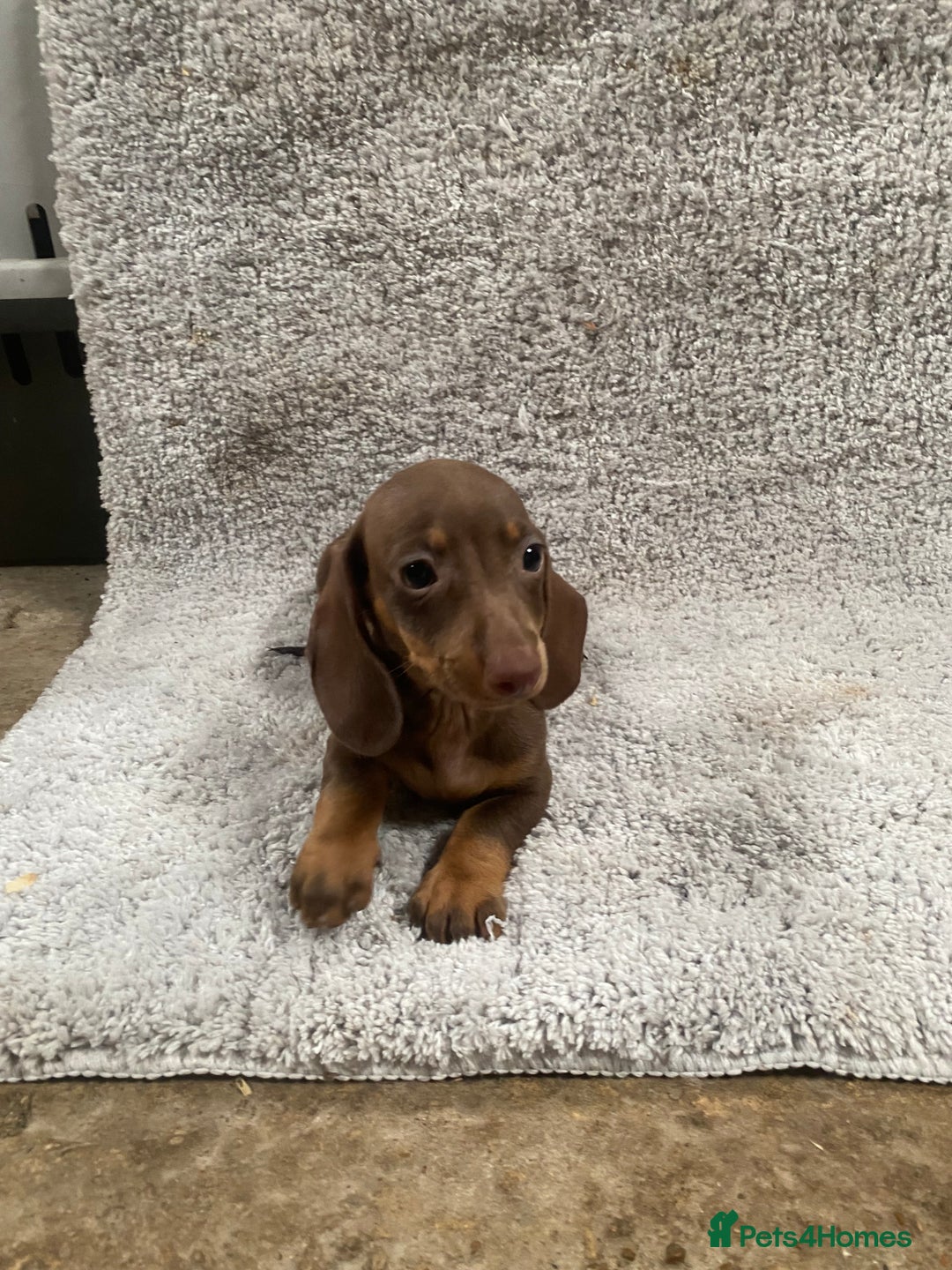 Miniature Dachshund dogs for sale: Miniature dachshund pups - Image 6