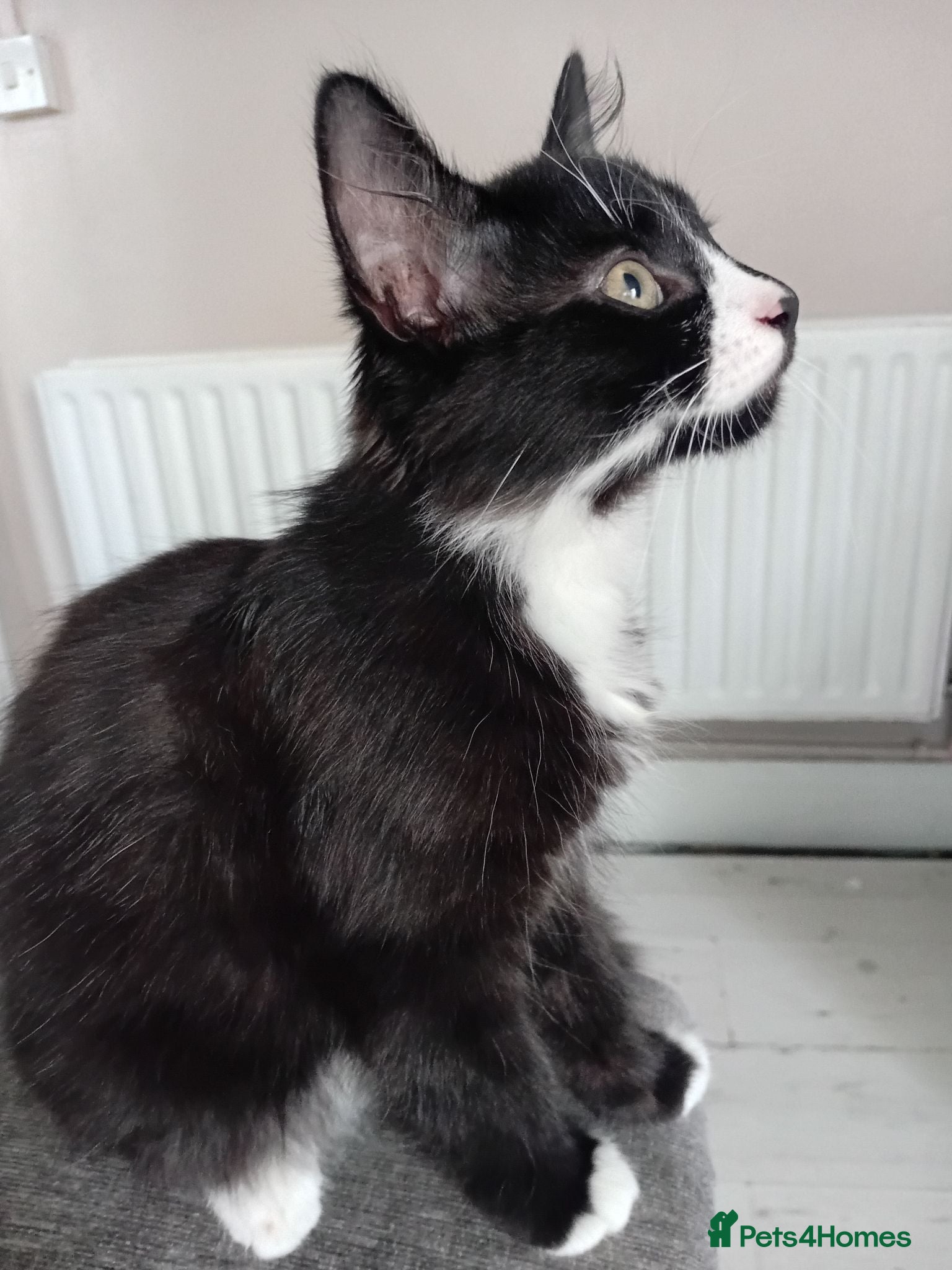 Mixed Breed cats 2 sweet little kittens ,ready to go now - Advert 6