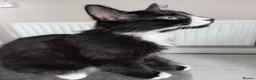 Mixed Breed cats for sale: 2 sweet little kittens ,ready to go now - Advert 1