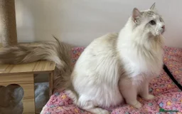 Ragdoll cats for stud: Seal Lynx Bicolour Ragdoll stud boy - Image 4