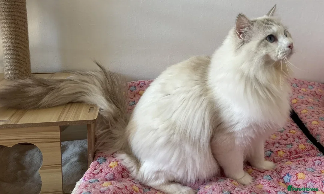 Ragdoll cats for stud: Seal Lynx Bicolour Ragdoll stud boy - Image 4