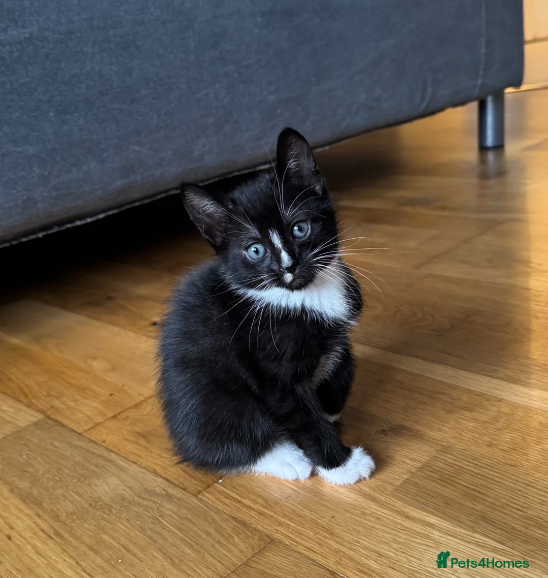 Mixed Breed cats for sale: 😺cute kittens ready for New Homes😺 - Advert 2