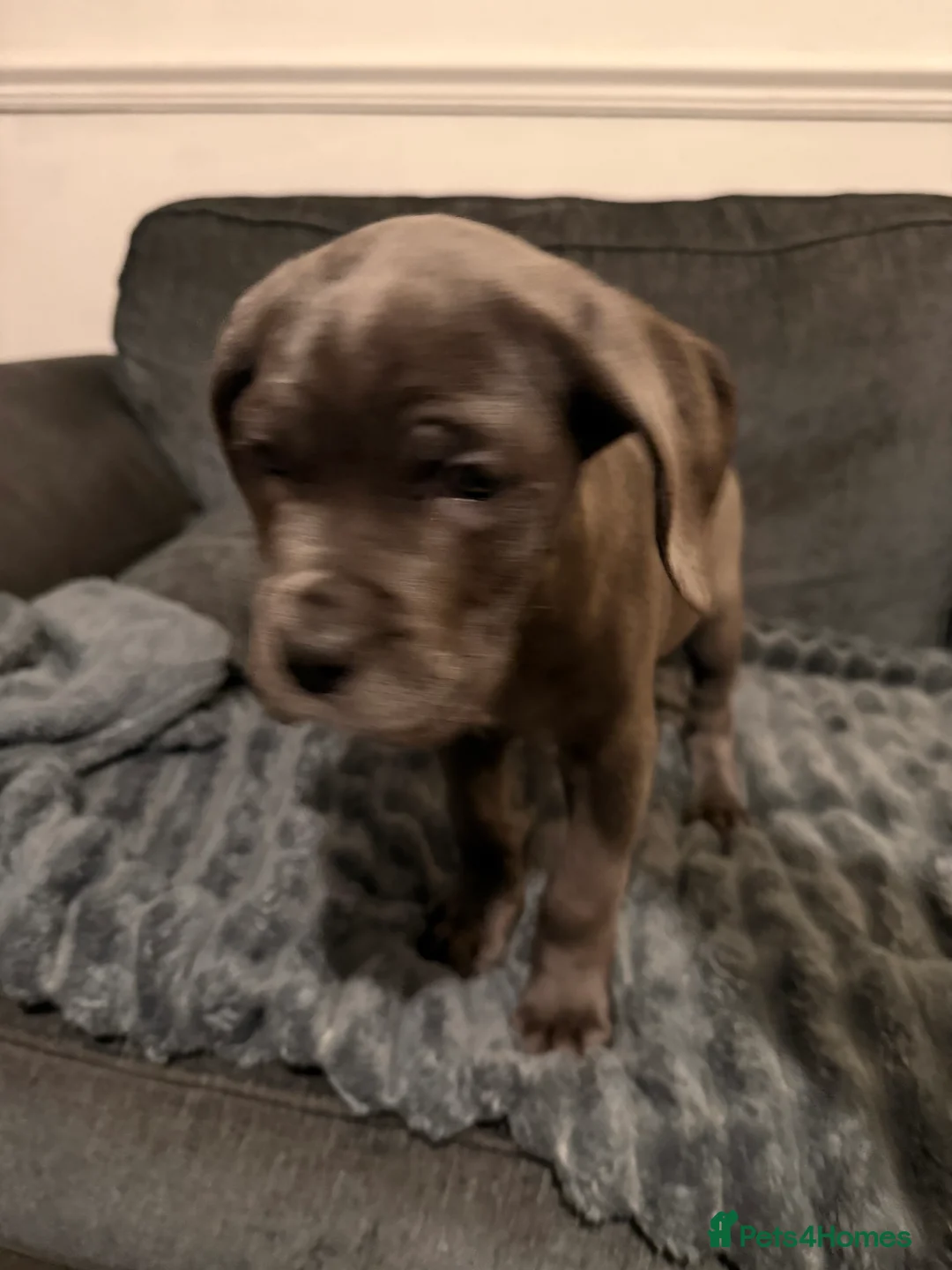 Cane Corso dogs for sale: Blue/lilac cane corsos  - Advert 34