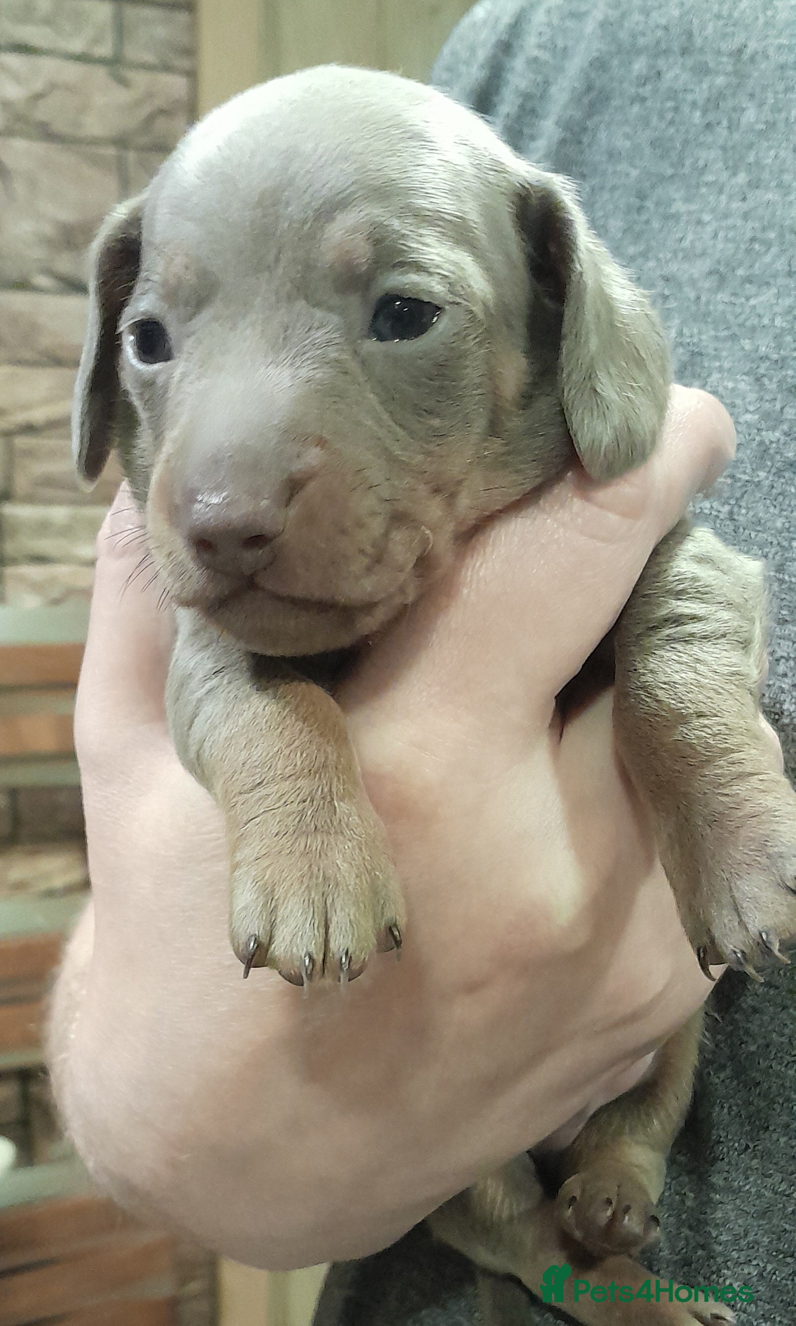 Miniature Dachshund dogs 2 males left - 9 KC registered mini dachshunds  - Advert 11