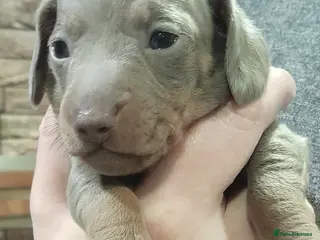 Miniature Dachshund dogs 2 males left - 9 KC registered mini dachshunds - Advert 11