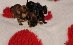Chorkie dogs for sale: Outstanding Chihuahua x Yorkshire Terrier puppies  - Advert 5