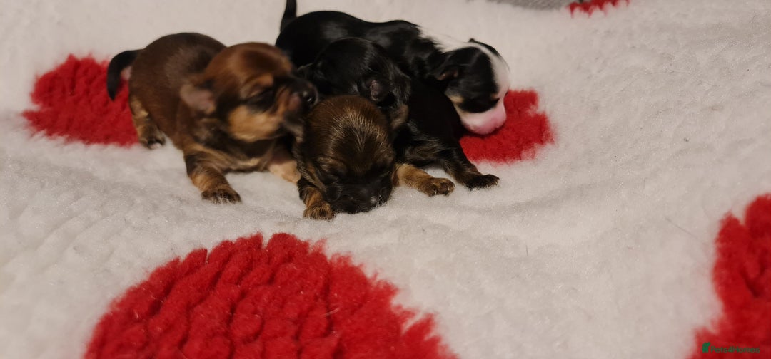 Chorkie dogs for sale: Outstanding Chihuahua x Yorkshire Terrier puppies  - Advert 5