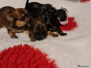 Chorkie dogs Outstanding Chihuahua x Yorkshire Terrier puppies - Advert 12