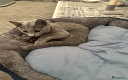 Russian Blue cats for sale: Pure Russian Blue Kitten - Advert 9