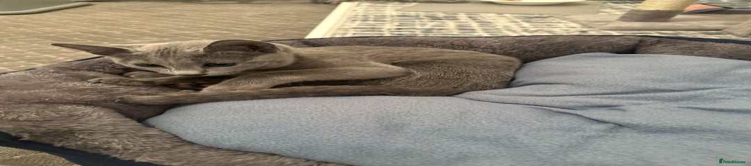 Russian Blue Kitten 1