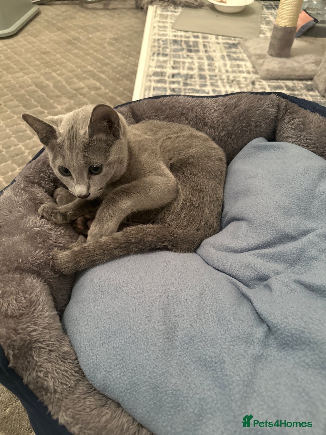 Russian Blue cats for sale: Pure Russian Blue Kitten - Advert 9