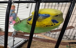 Budgerigars birds for sale: Two male budgies - Image 3