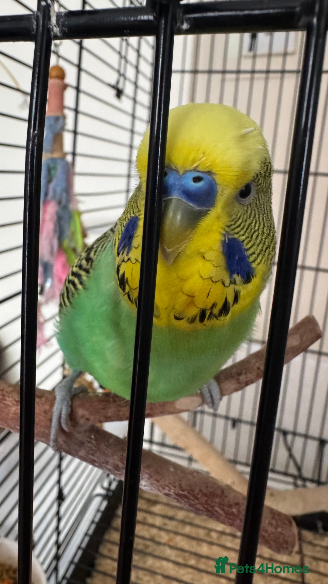 Budgerigars birds for sale: Two male budgies - Image 3