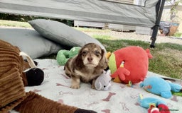 Miniature Dachshund dogs for sale: Long Haired Miniature Dachshund Puppies - Image 2