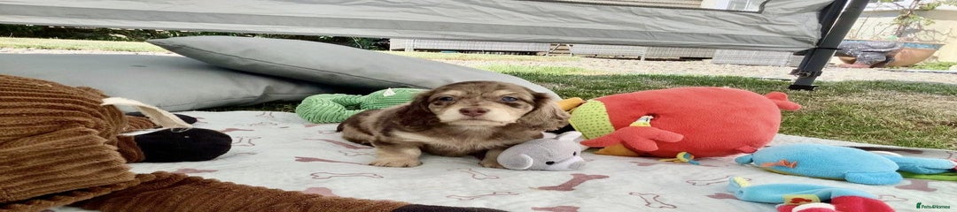 Miniature Dachshund Puppy 1