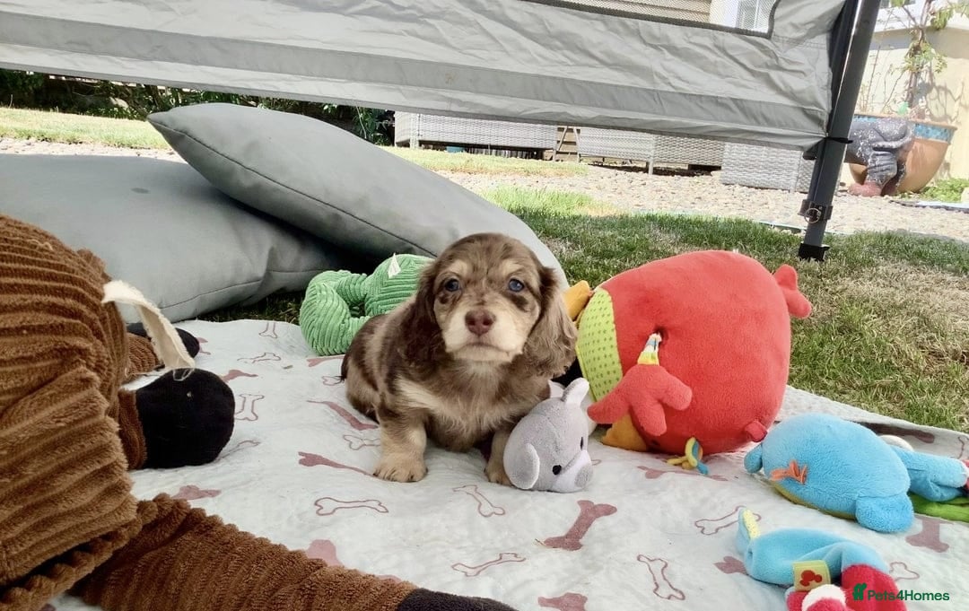 Miniature Dachshund dogs for sale: Long Haired Miniature Dachshund Puppies - Image 2