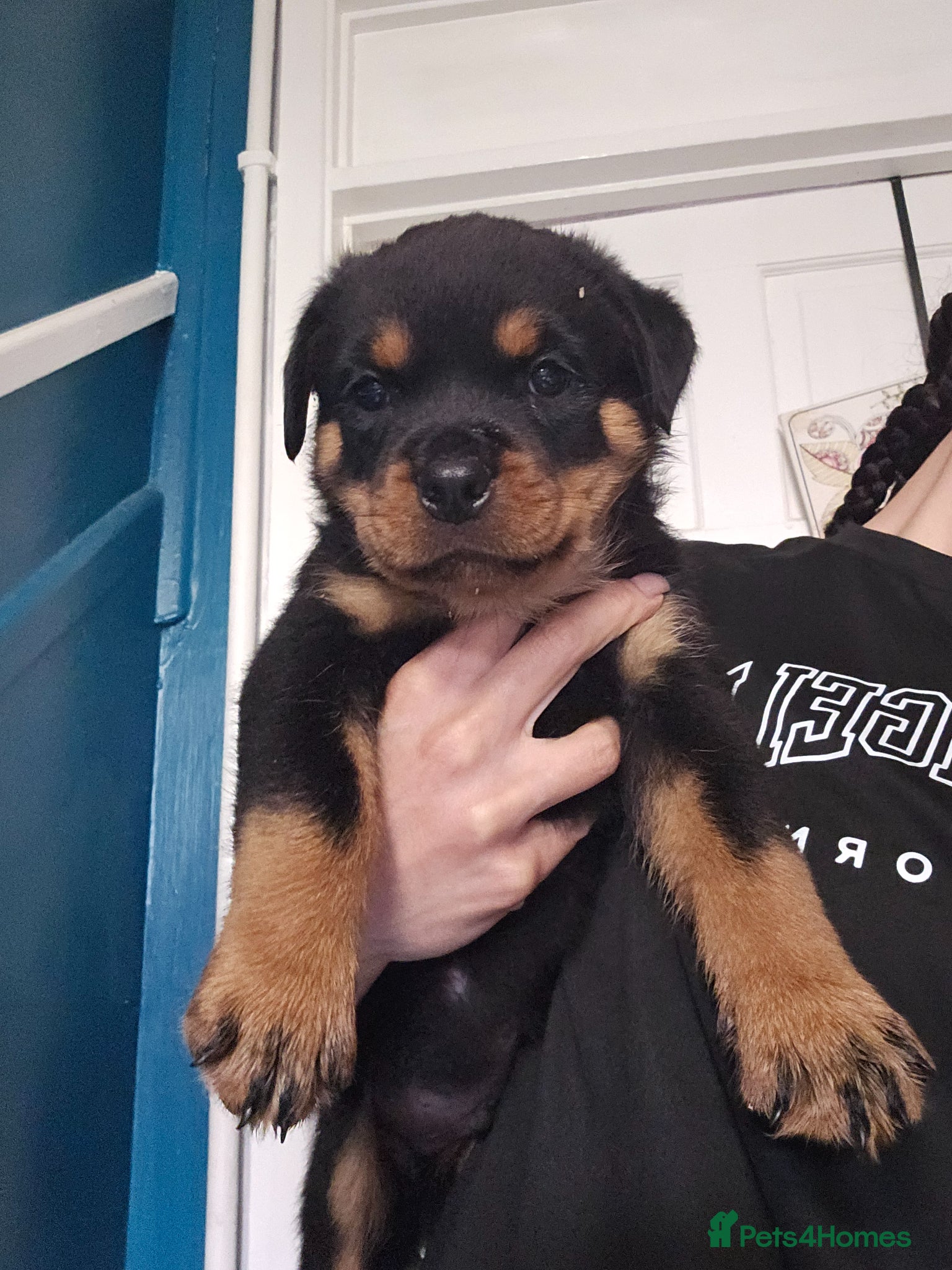 Rottweiler dogs Pure Pedigree Rottweiler Puppies - Advert 3