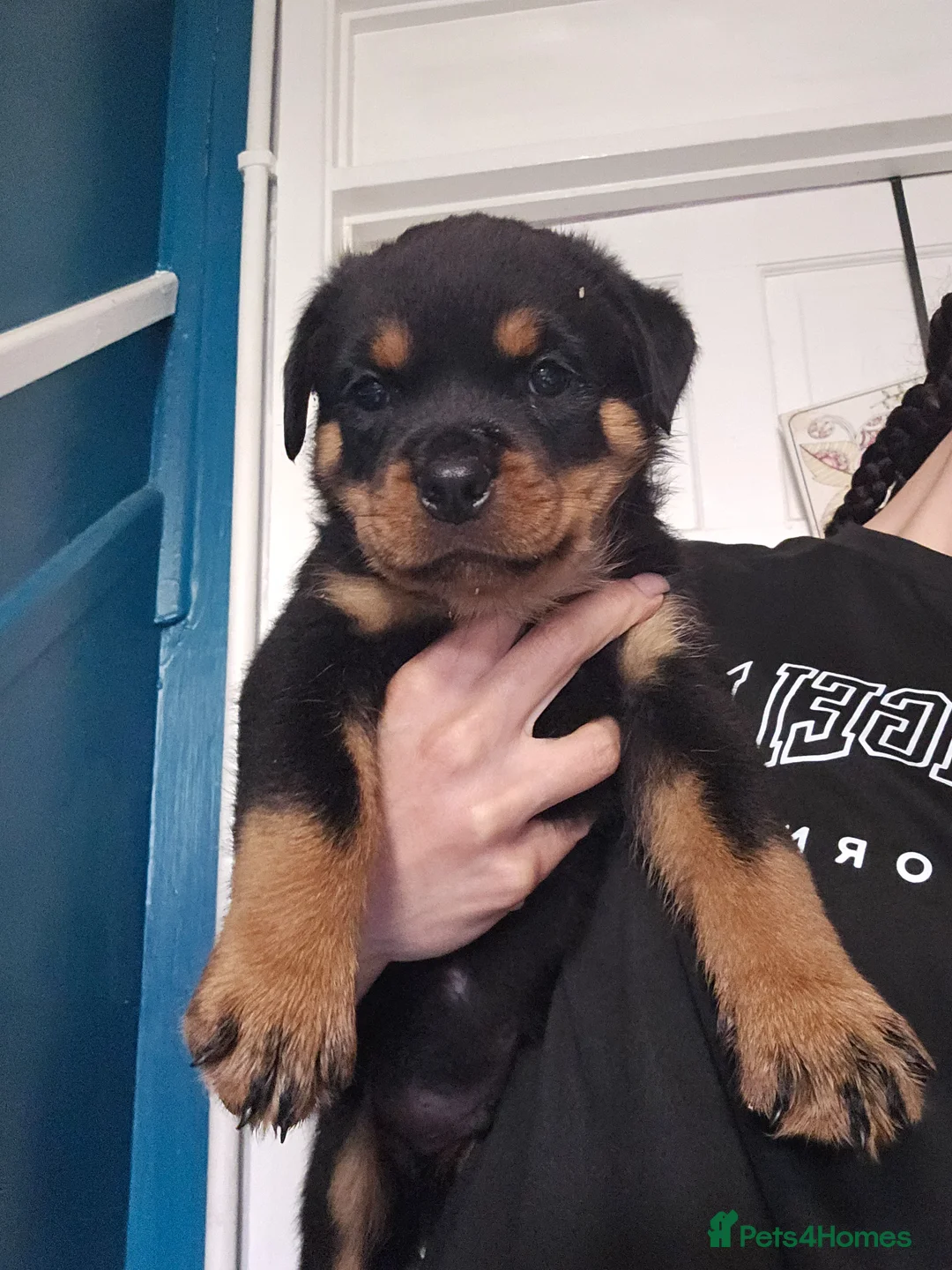 Rottweiler dogs for sale: Pure Pedigree Rottweiler Puppies - Advert 1