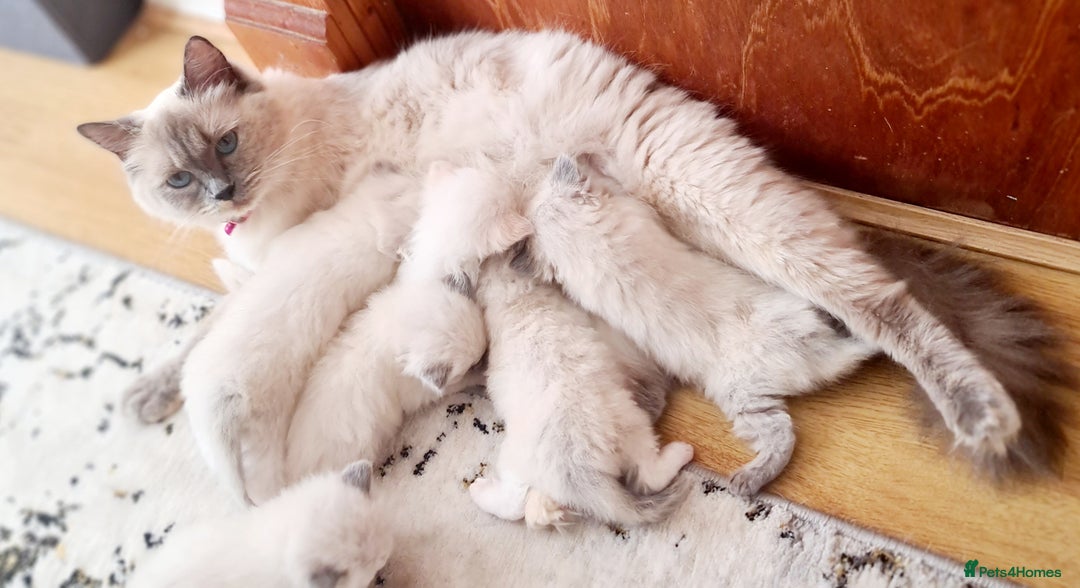 Ragdoll cats for sale: Pure ragdoll kittens - Image 9