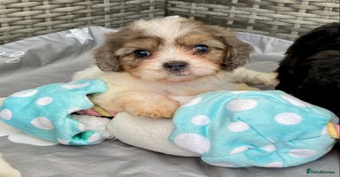Cavapoo dogs - Advert 5