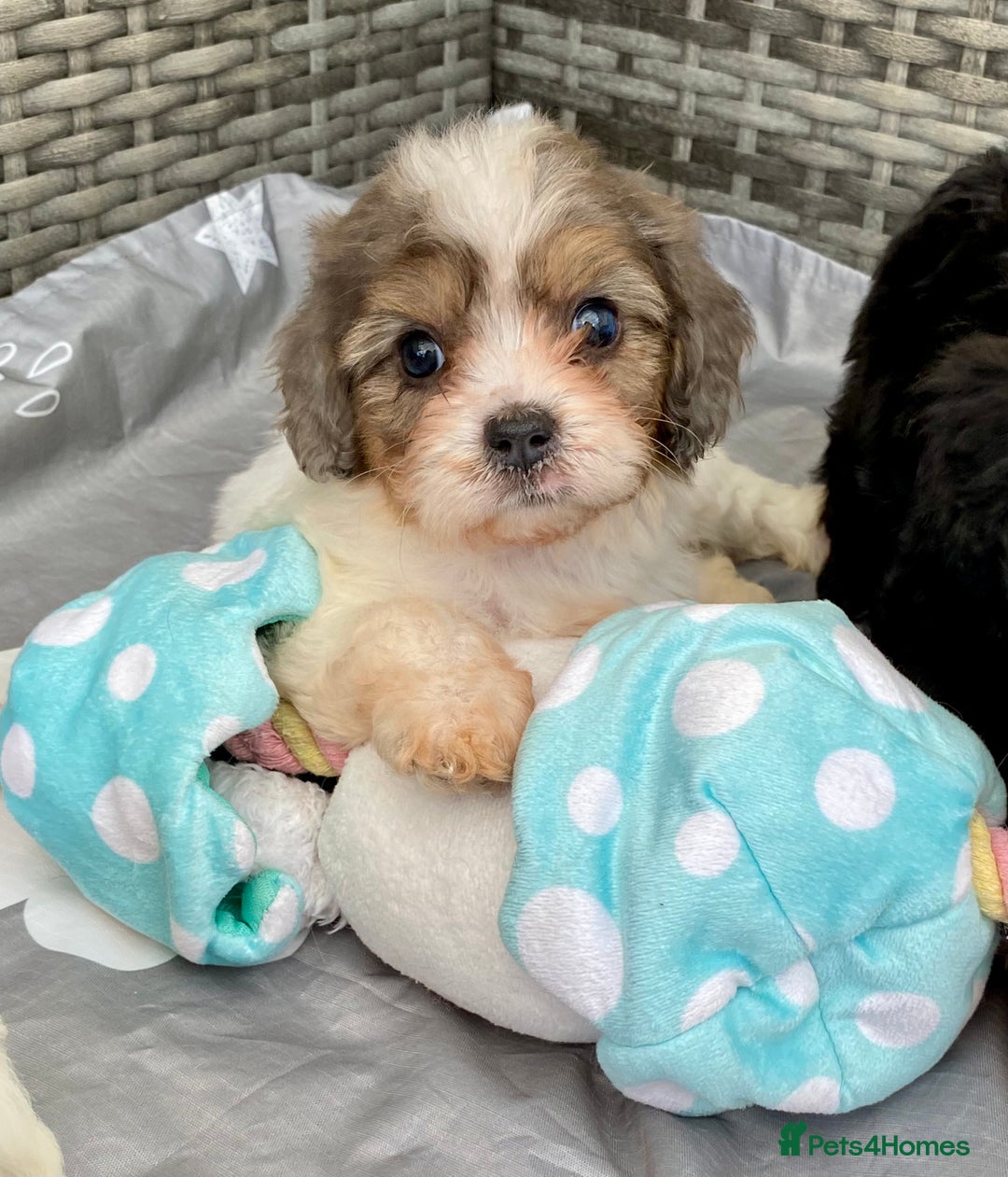 Cavapoo dogs for sale: Extensively Health tested F1 Toy Cavapoo puppies - Image 3