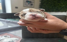 Mixed Breed dogs for sale: English Bulldog Staff Mix (Old Tyme Bulldog) - Image 3