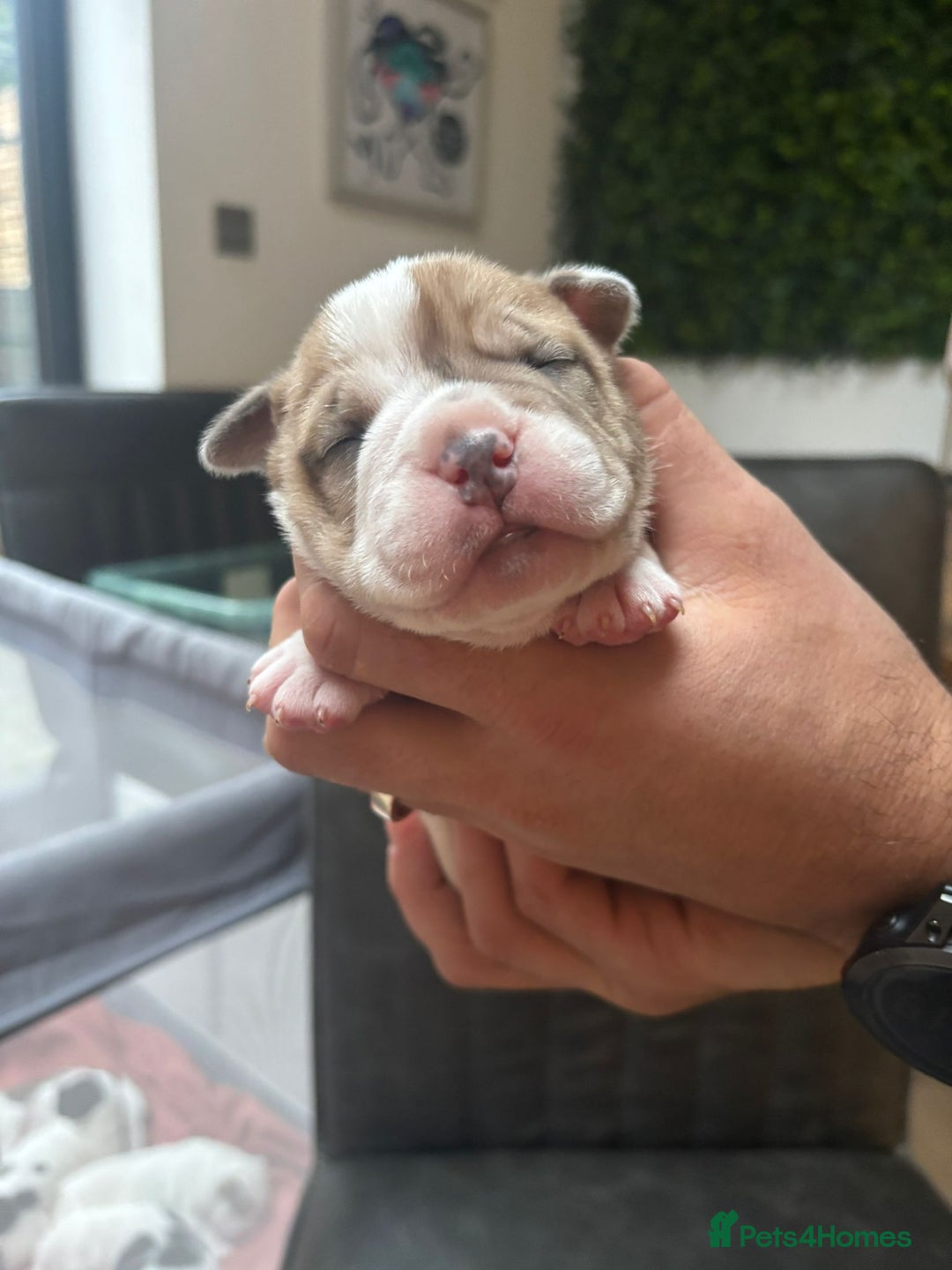Mixed Breed dogs for sale: English Bulldog Staff Mix (Old Tyme Bulldog) - Image 3