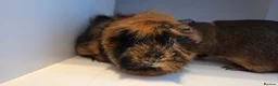 Guinea Pig rodents for sale: 2x Guinea pigs  - Advert 10