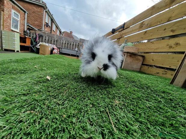 Mini Lion Lop rabbits - Advert 5