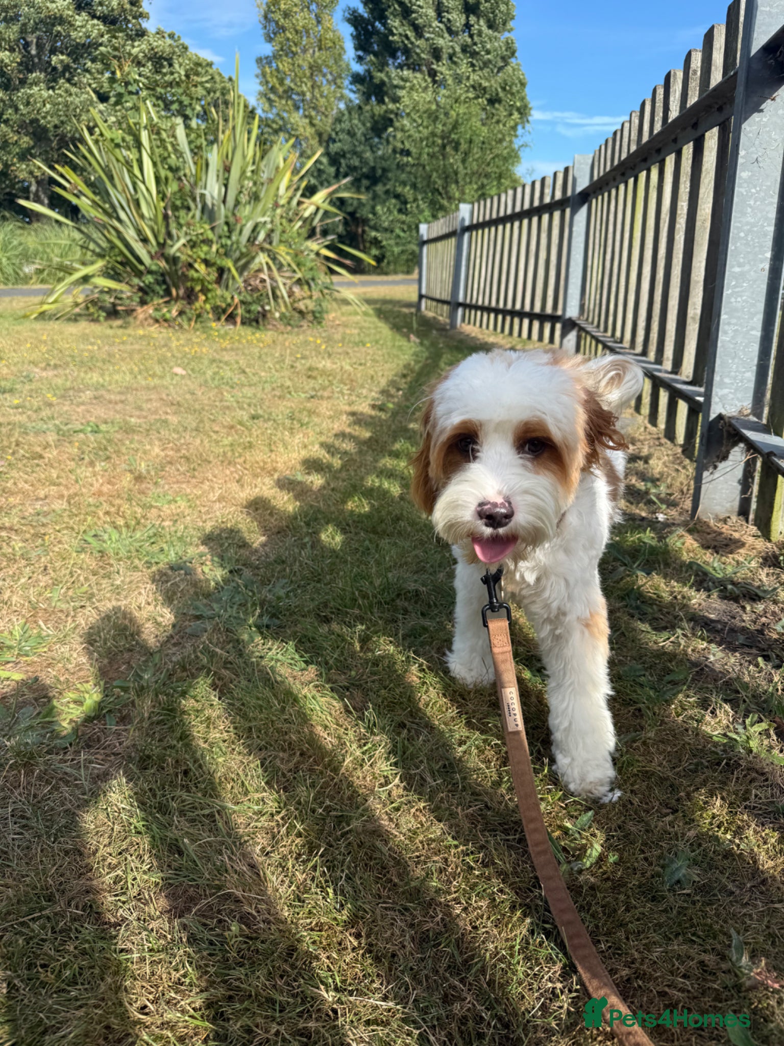 Cavapoo dogs for sale: Cavapoo - Advert 3