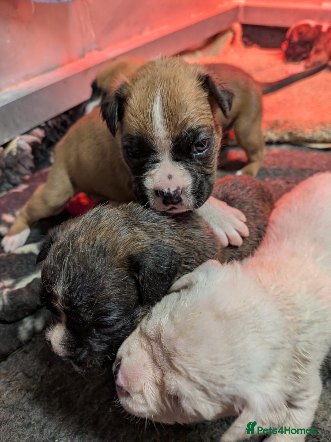 Boxer dogs for sale: KC registered tailed and bobtailed boxer puppies  - Advert 13