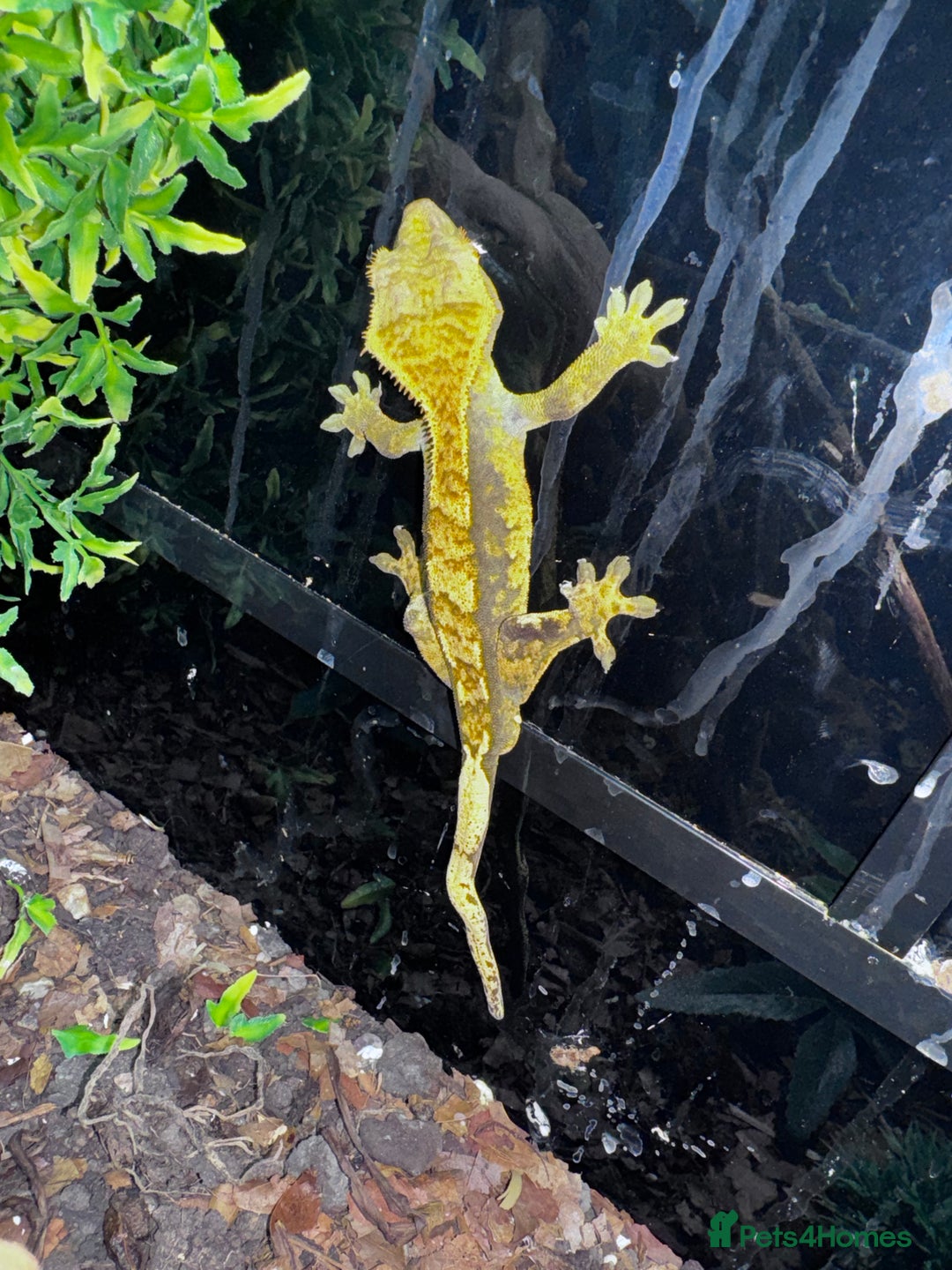 Leopard Gecko reptiles for sale: Leopard & crested geckos - possible a full setup  - Image 5
