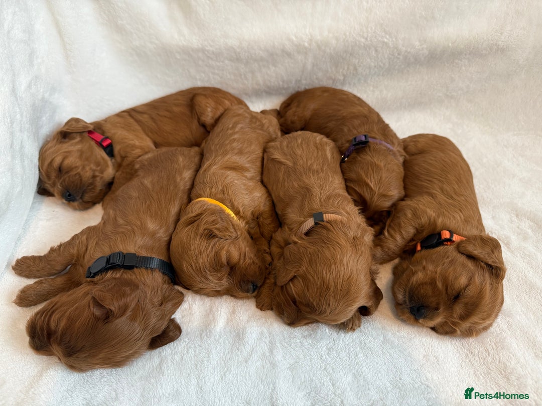 Cockapoo dogs for sale: Health Tested Miniature Cockapoo’s  - Image 2