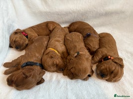 Cockapoo dogs - Advert 9