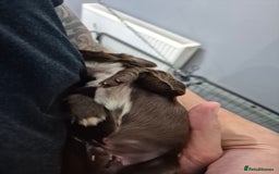 Cocker Spaniel dogs for sale: Cocker Spaniel Puppies - Image 9