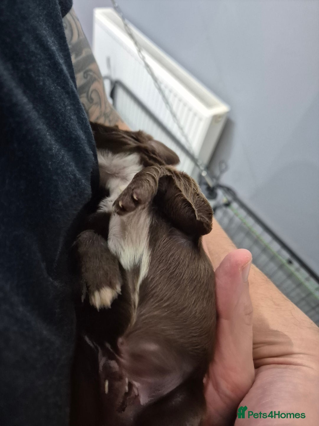 Cocker Spaniel dogs for sale: Cocker Spaniel Puppies - Image 9