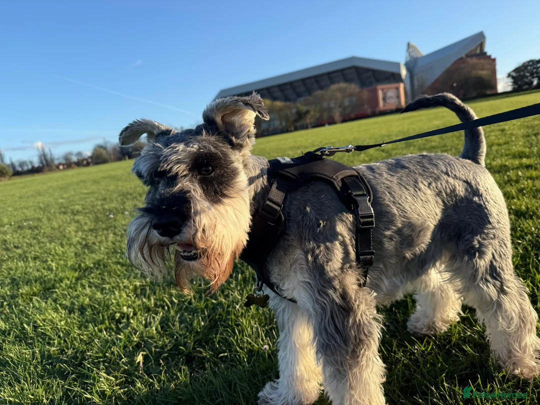 Miniature Schnauzer dogs for sale: 2 year old male miniature schnauzer  - Advert 2