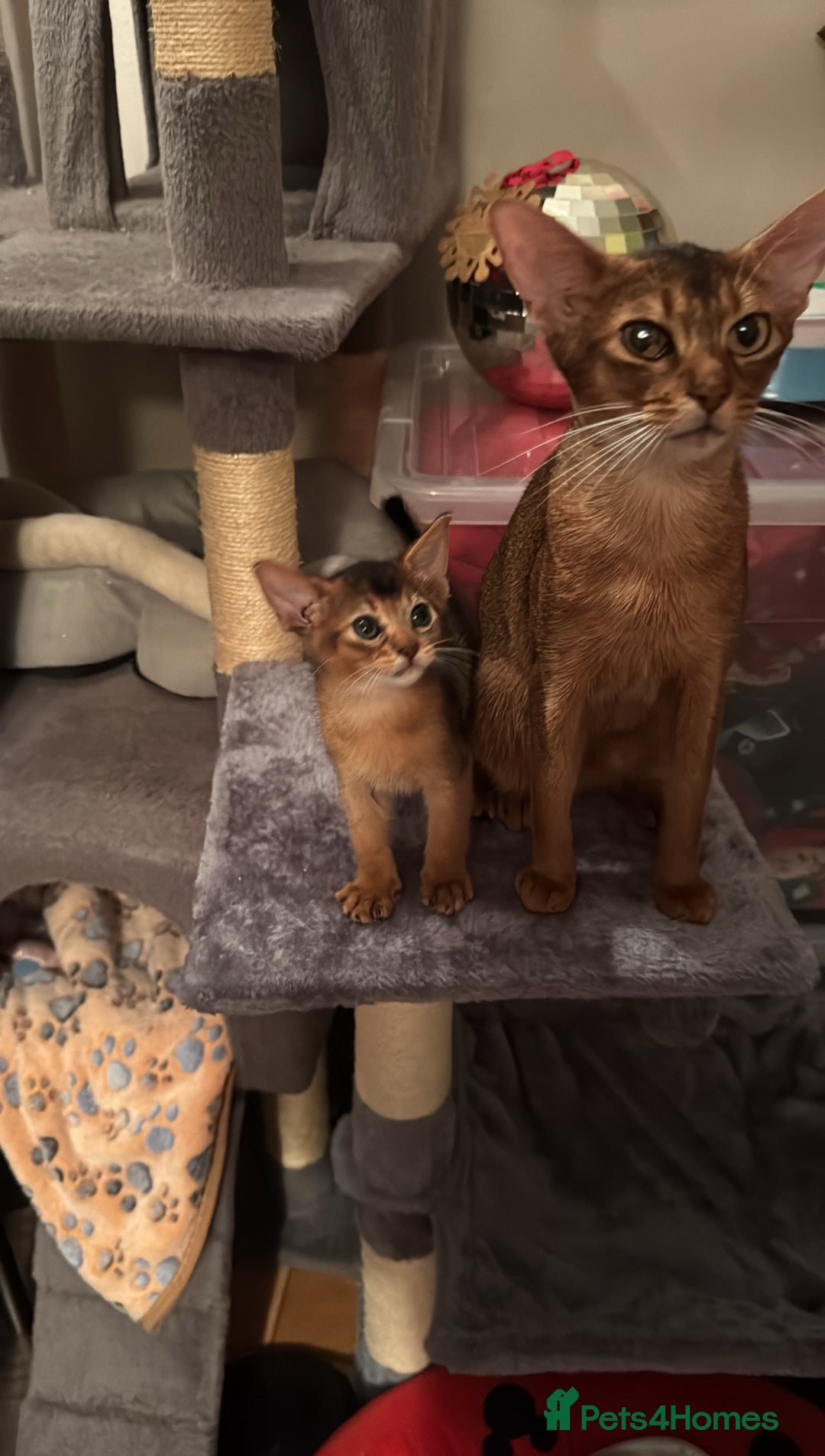 Abyssinian cats for sale: Abyssinian kittens looking for forever homes - Advert 2