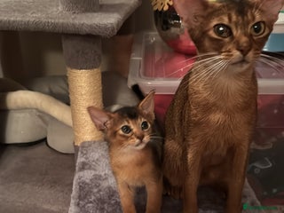 Abyssinian cats Abyssinian kittens looking for forever homes - Advert 1