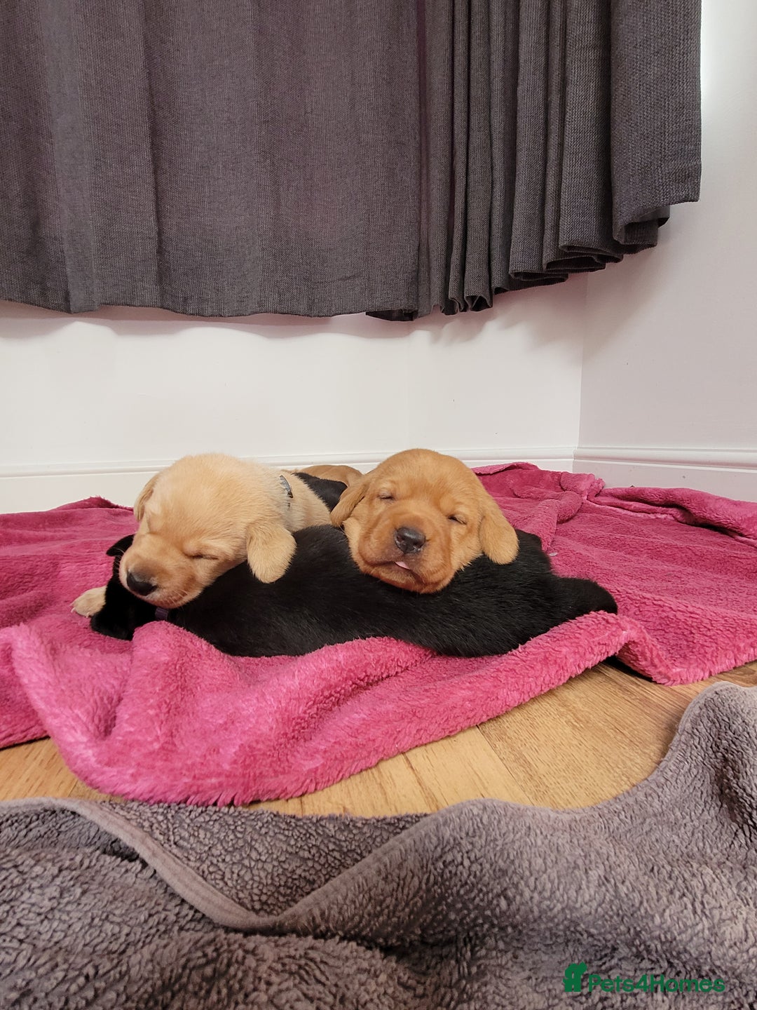 Labrador Retriever dogs for sale: Beautiful pedigree puppies ready 30th Sept - Image 16
